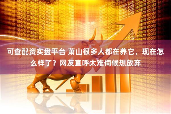 可查配资实盘平台 萧山很多人都在养它，现在怎么样了？网友直呼太难伺候想放弃